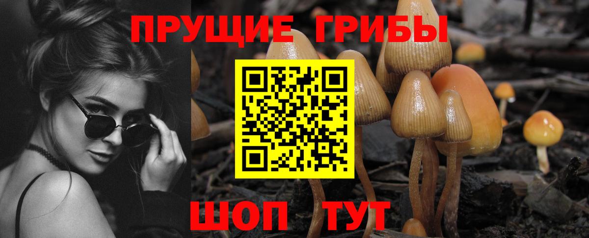 Псилоцибиновые грибы мицелий Вышний Волочёк